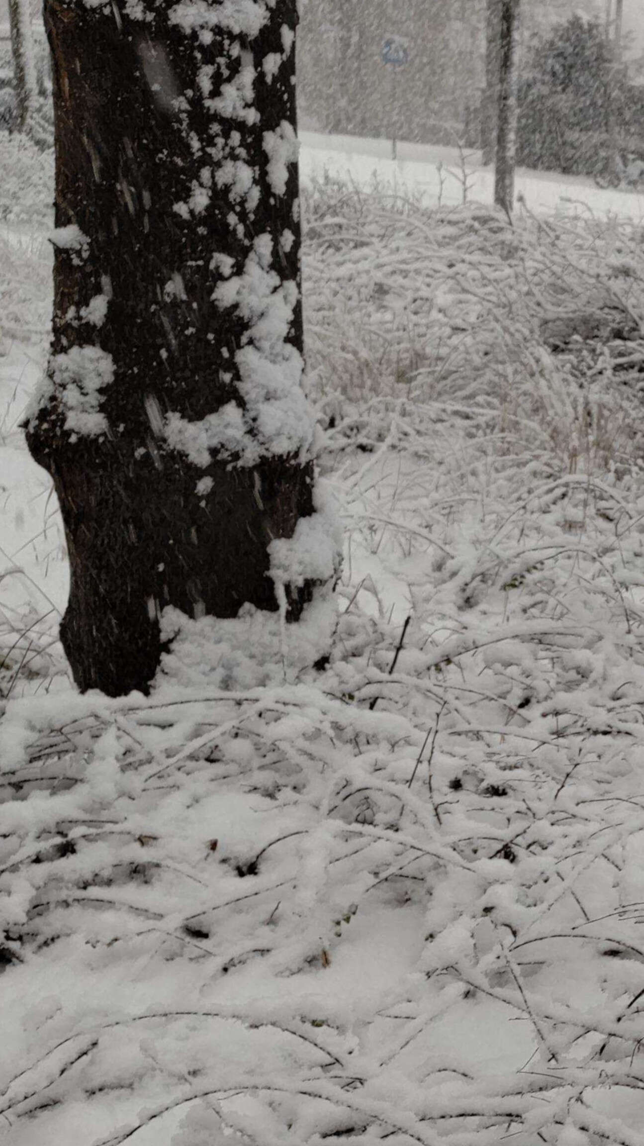 A close-up picture of bush branches covered in snow. On the side is the black trunk of a tree.